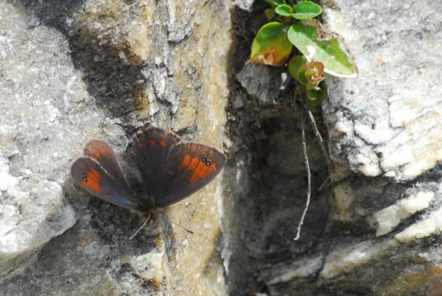 Erebia tyndarus